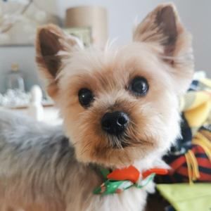 Meet your Posher, Anna-paula